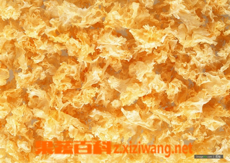 果蔬百科雪耳