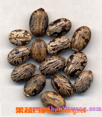 果蔬百科蓖麻子的功效与作用
