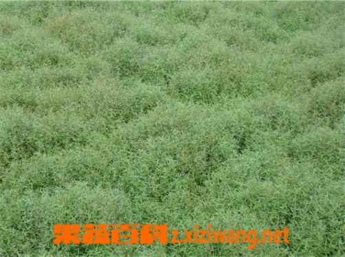 果蔬百科白花蛇草