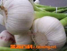 果蔬百科新鲜大蒜