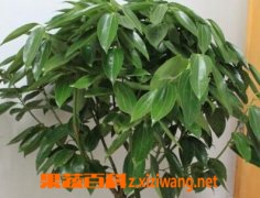 果蔬百科平安树