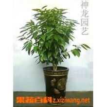 果蔬百科平安树