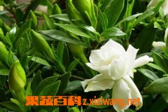 果蔬百科桅子花