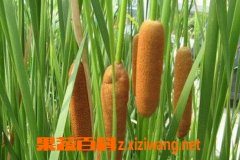 果蔬百科生蒲黄