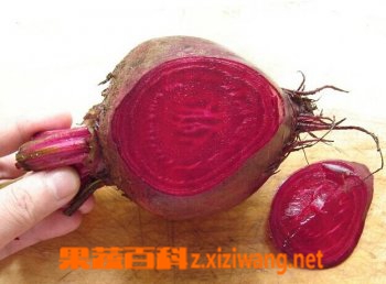 果蔬百科红菜头