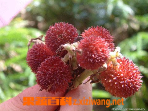 果蔬百科阳春砂