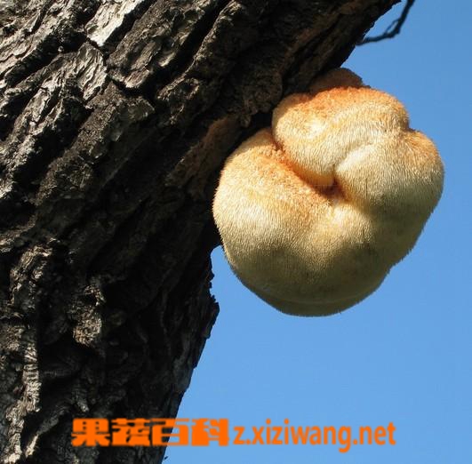 果蔬百科猴头菌