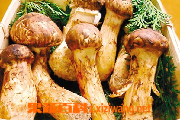 果蔬百科鲜松茸