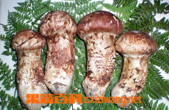 果蔬百科鲜松茸怎么清洗