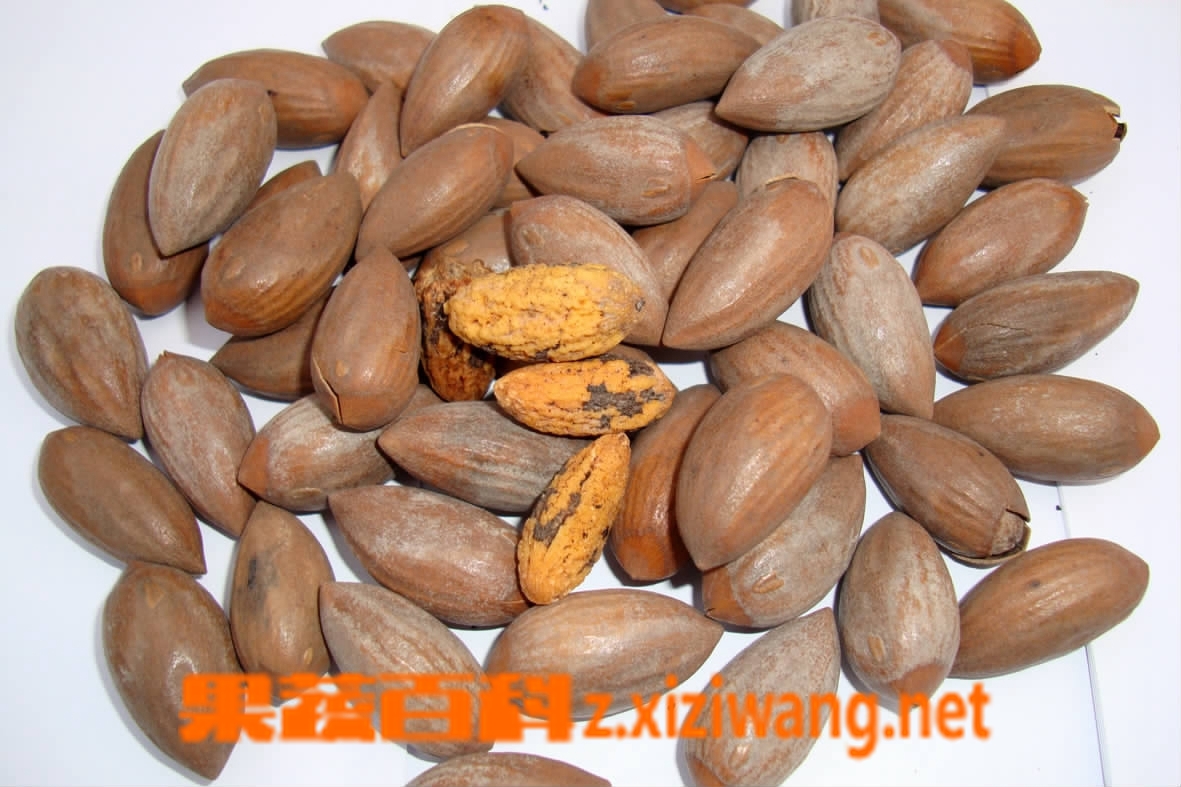 果蔬百科 榧子的功效与作用
