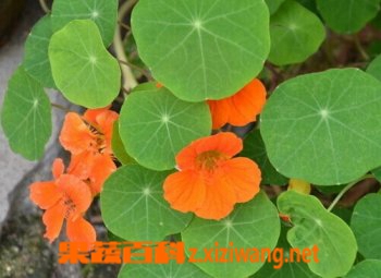 果蔬百科旱金莲