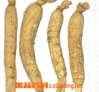 果蔬百科生晒参