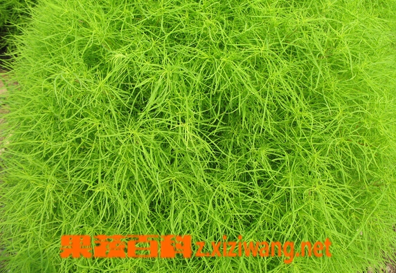 果蔬百科地肤子