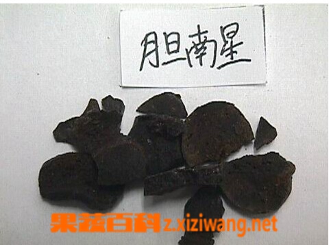 果蔬百科胆南星