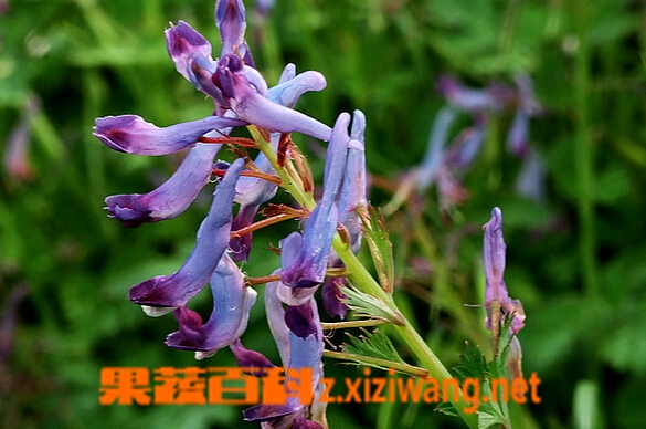 果蔬百科山慈菇