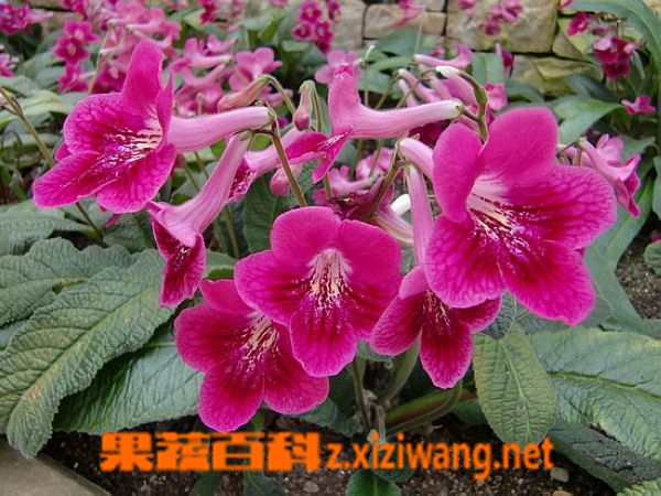 果蔬百科达乌里秦艽