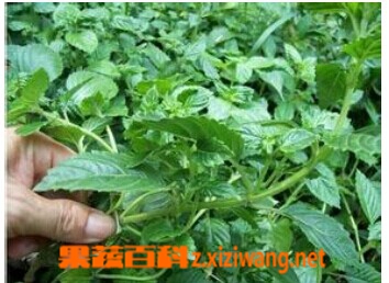 果蔬百科凉粉草