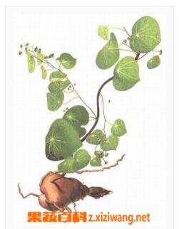 果蔬百科白药子