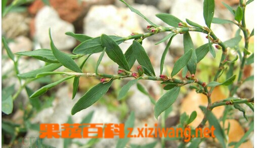果蔬百科扁蓄