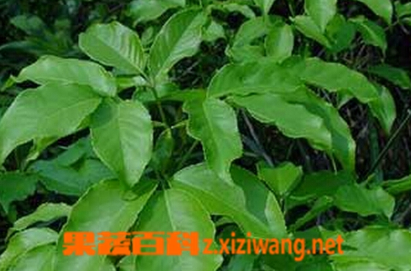 果蔬百科两面针