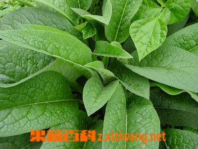 果蔬百科串叶松香草