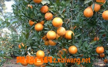 果蔬百科桔子叶