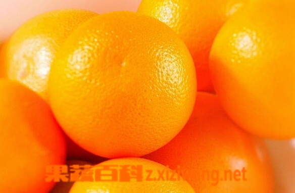 果蔬百科甜橙
