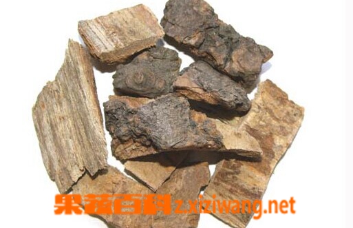 果蔬百科海桐皮