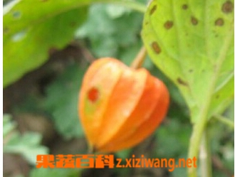 果蔬百科挂金灯