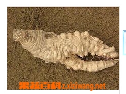 果蔬百科山胡萝卜