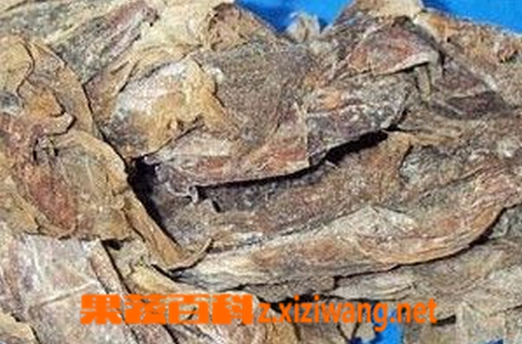果蔬百科昆布