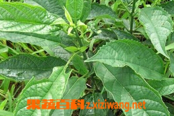 果蔬百科蓼大青叶