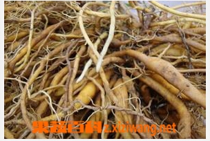 果蔬百科黄花菜根