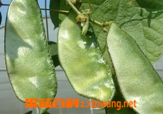 果蔬百科生扁豆