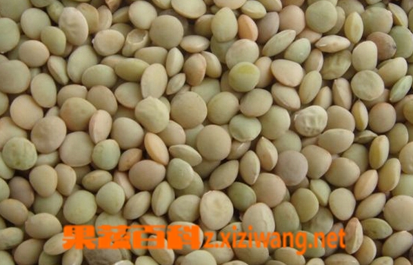 果蔬百科小扁豆