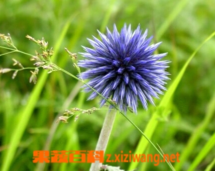 果蔬百科禹州漏芦的功效与作用