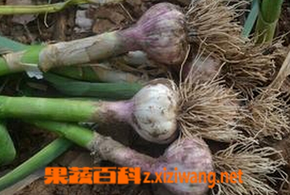 果蔬百科新鲜大蒜的保存