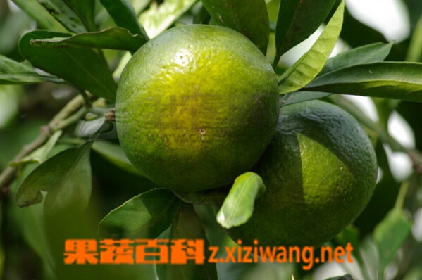 果蔬百科橘子叶