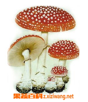 果蔬百科采蘑菇