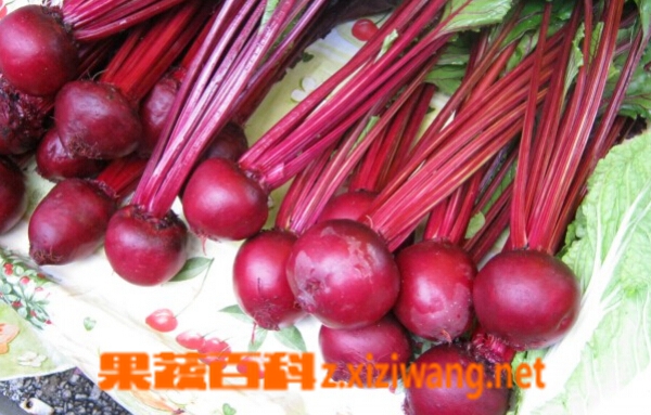果蔬百科红菜头