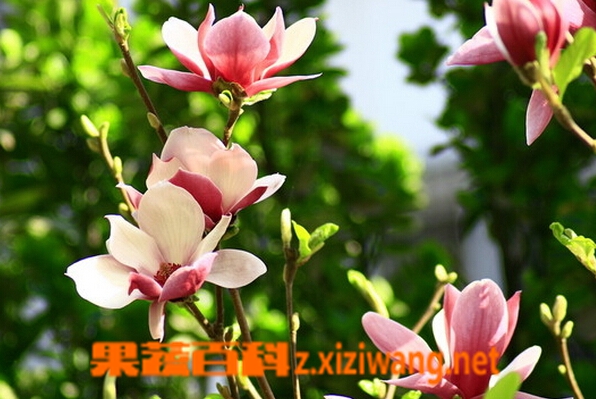 果蔬百科辛夷花治鼻炎