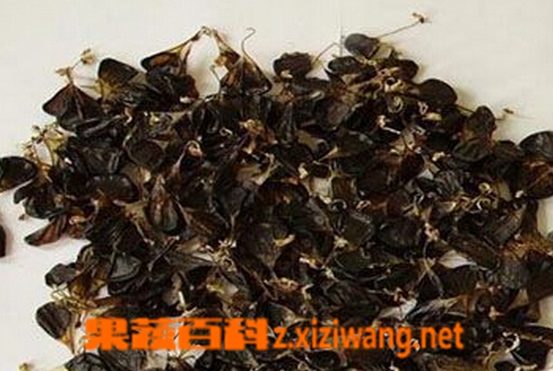 果蔬百科乌蛇胆