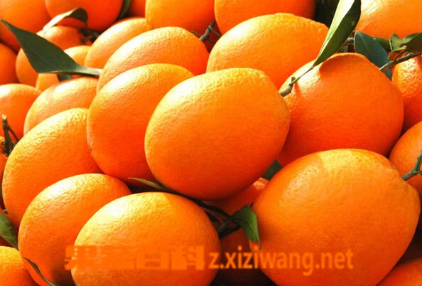 果蔬百科脐橙的营养价值与功效