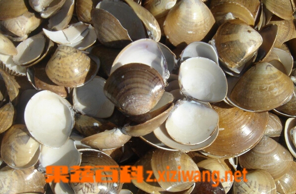 果蔬百科海蛤壳