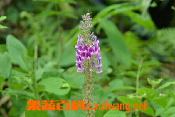 果蔬百科通天草的功效与作用