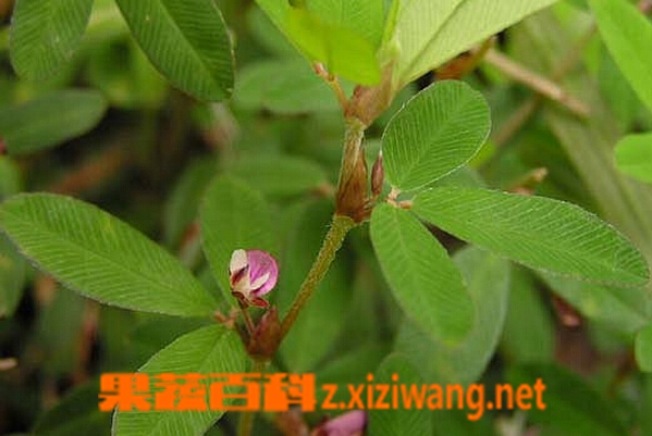 果蔬百科鸡眼草的功效与作用