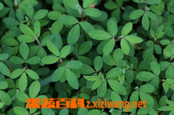 果蔬百科鸡眼草的食疗吃法