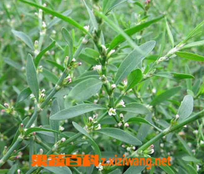 果蔬百科中药扁蓄的功效与作用