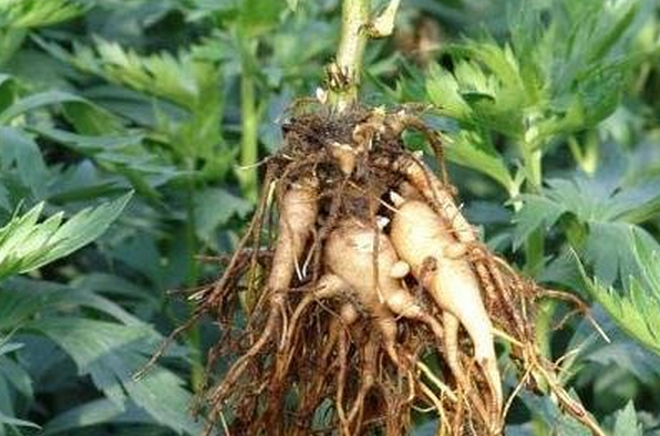 果蔬百科中药川乌头的功效与作用