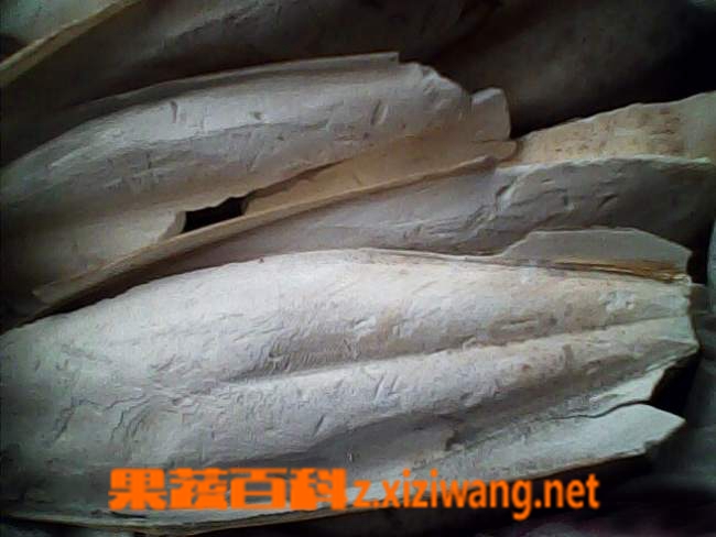 果蔬百科海螵蛸图片 海螵蛸的功效与作用